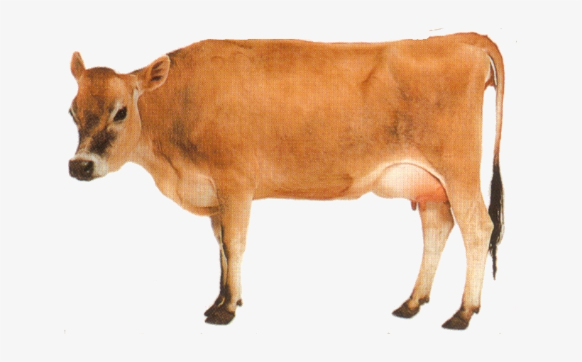 cattle