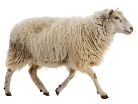 sheep
